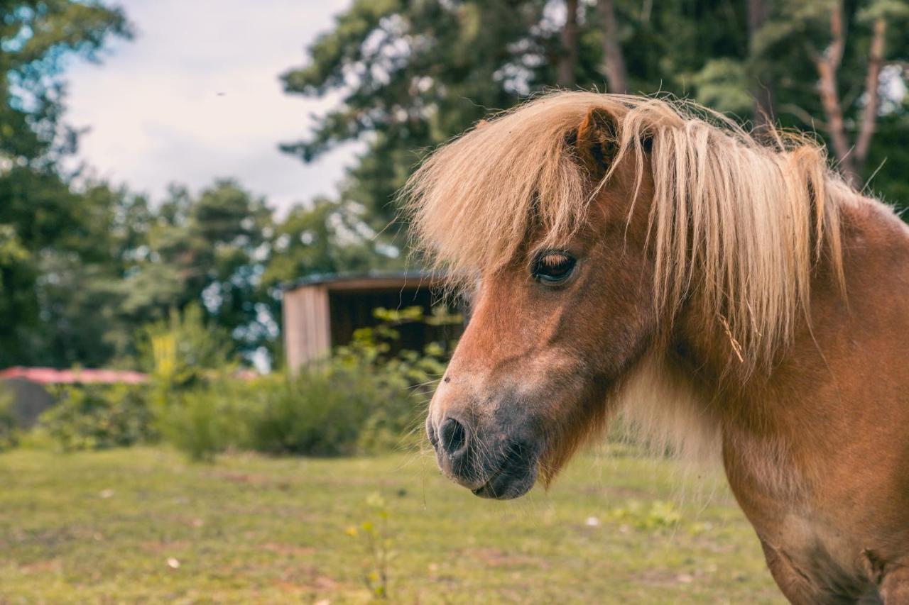 Europarcs Reestervallei IJhorst Zewnętrze zdjęcie